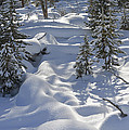 A Winter Wonderland