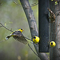 American Goldfinch