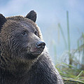 Grizzly in Morning Light