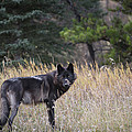 Jasper Wolf