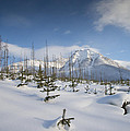 Mountain Fresh