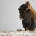 Buffalo Leader