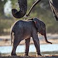 Baby Elephant