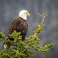Bald Eagle in Spruce Tree