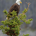 Bald Eagle on Top of Spruce