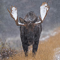Bull Moose in Snowstorm