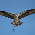 Spread Your Wings