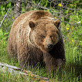The Majestic Grizzly